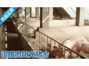 阳光猪舍养猪的技术要点