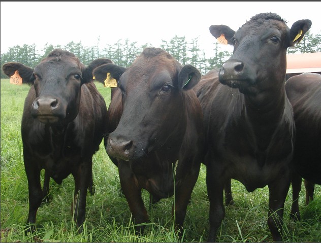 肉牛放牧育肥技术要点