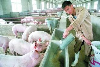 养猪生产中饲料卫生的影响