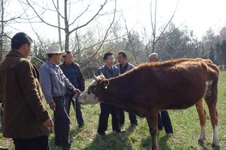 通过体温、脉搏率和呼吸频率的检查诊断牛病