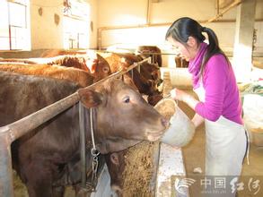 酱香型白酒酒糟养殖肉牛的试验