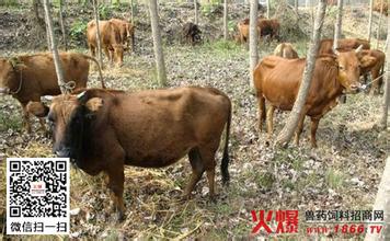 一例牛瑟氏泰勒焦虫病诊疗的报告