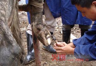 预防奶牛趾蹄病的饲养管理措施