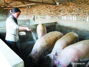 猪饲料添加剂的种类及其作用