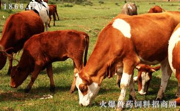 犊牛水中毒的发生与防治