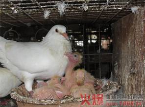 不同阶段肉鸽的饲养管理