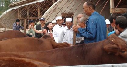 彭阳县肉牛养殖项目实施的作法与措施