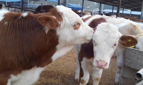 肉犊牛的生理特点、护理和饲养管理方法