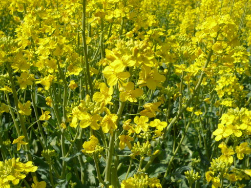 群英油802 甘蓝型半冬性双低杂交油菜品种