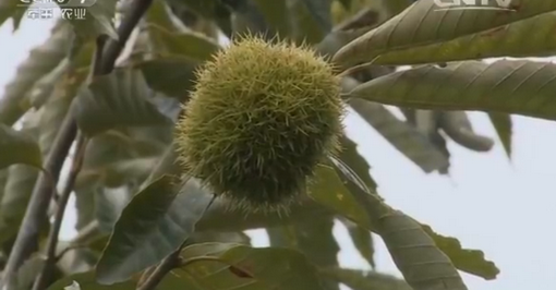 板栗种植及冬季修剪技术[农广天地]