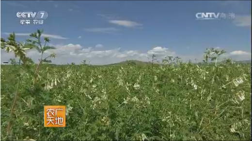 [农广天地]河北安国李玉龙种植中药材赚外汇