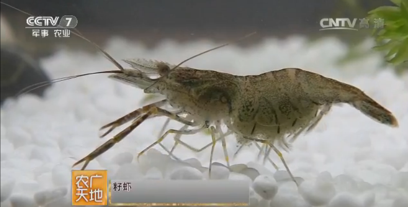 [农广天地]明明白白吃青虾 青虾的科学常识介绍