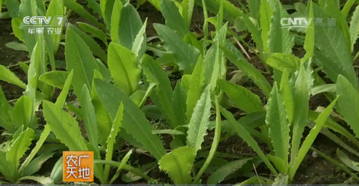 [农广天地]油麦菜的冬季大棚种植技术