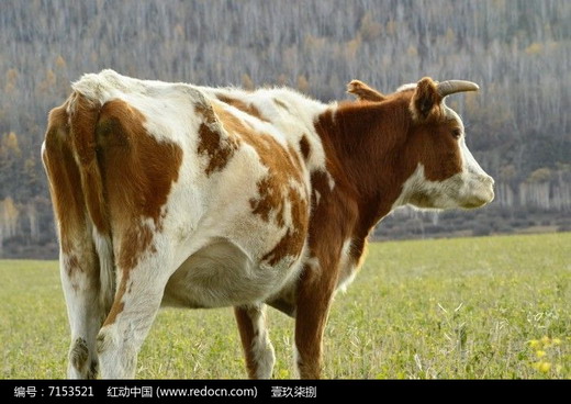 肉牛催肥期饲养管理技术 肉牛催肥期管理要点