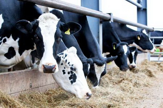 肉牛高效育肥实用技术 肉牛的生产和育肥技术