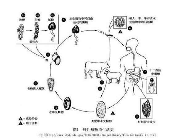 羊片形吸虫病的发病特点 羊片形吸虫病的防治方法