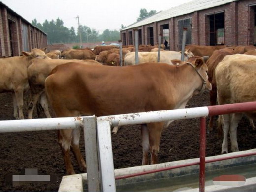 规模化肉牛养殖场的合理布局 农户自养肉牛养殖场建设标准