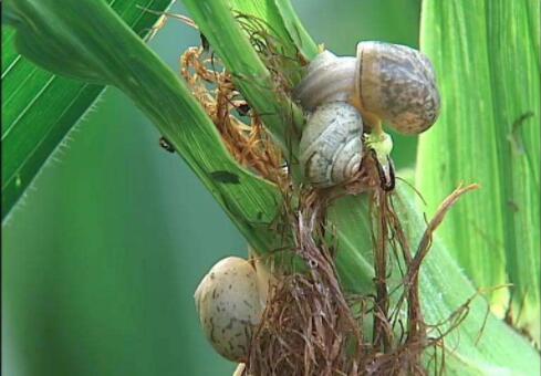 夏玉米蜗牛危害特点及防控 蜗牛发生危害特点与防控