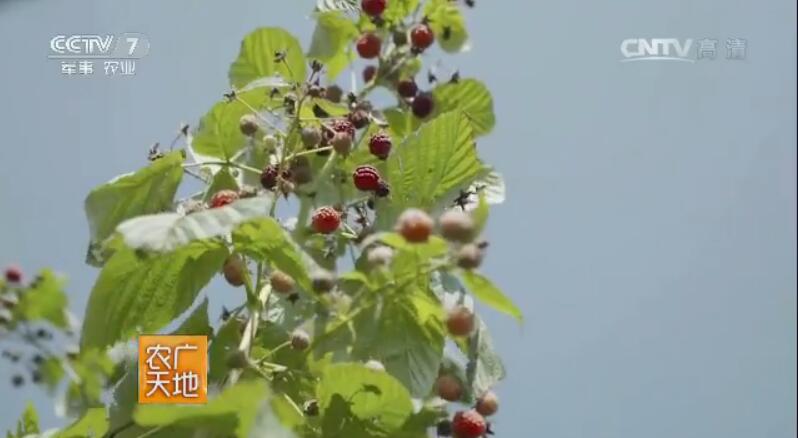 黑土地上树莓安全生产全过程及特色水稻的种植