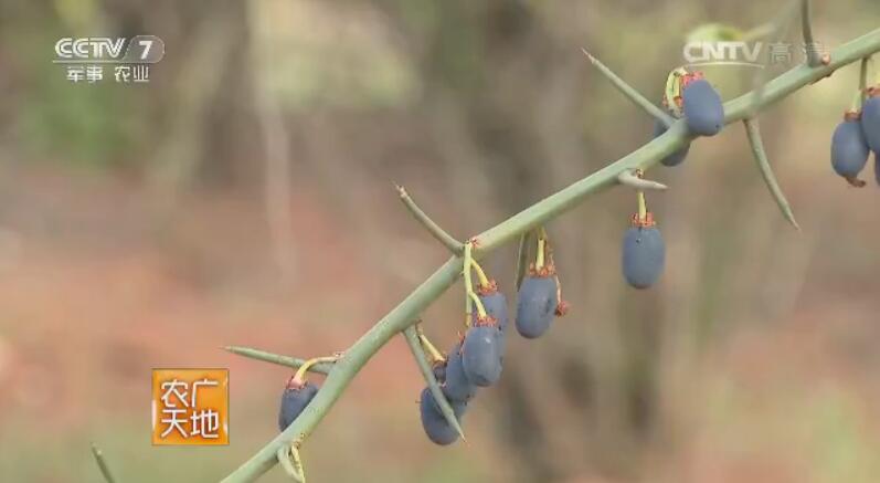 神奇植物青刺果和散养巴马香猪