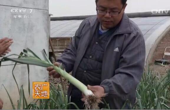 双味葱的种植方法技术