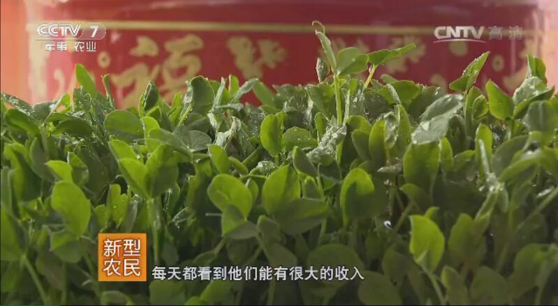 以芽苗菜主题餐厅的创富故事