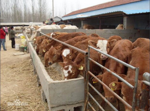 肉牛育肥须注意的几个方面 肉牛育肥应注意的几个问题