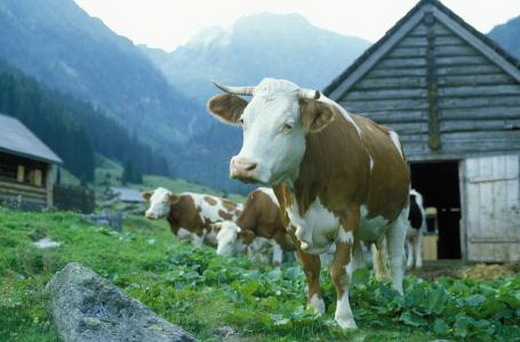 肉牛锥虫病的流行病学 肉牛锥虫病的临床症状和防治措施