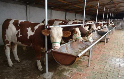 肉牛饲料的加工技术 肉牛饲料的加工调制方法