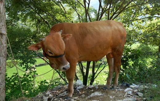 肉牛高效安全养殖技术方法