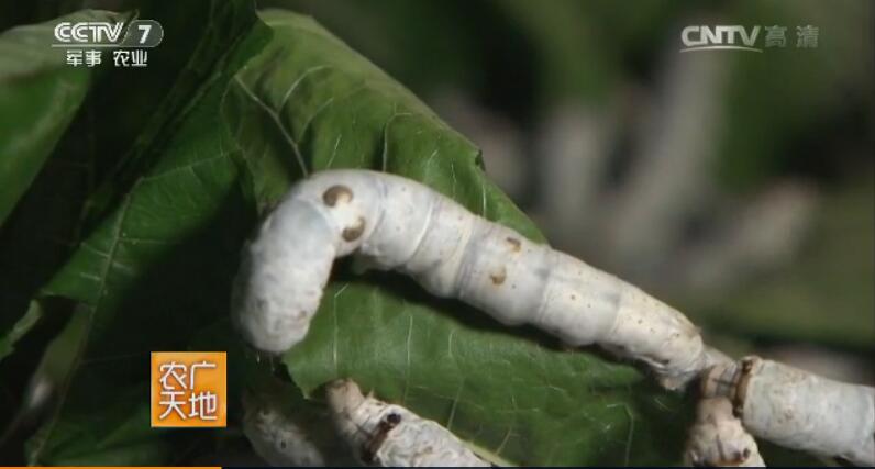 蚕和乌鸡的种植养殖 餐桌上不同寻常的美食