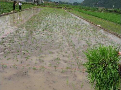 水稻抛秧栽培方法 水稻抛秧栽培技术