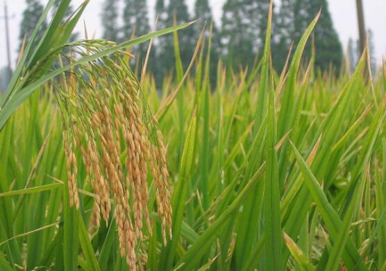 优质水稻旱育稀植高产栽培方法技术