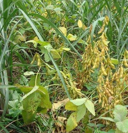 大豆病虫害的种类 大豆病虫害综合防治技术