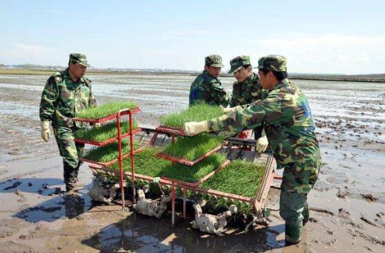 钵体育苗机械摆栽技术优势 水稻钵体育苗机械摆栽技术要点