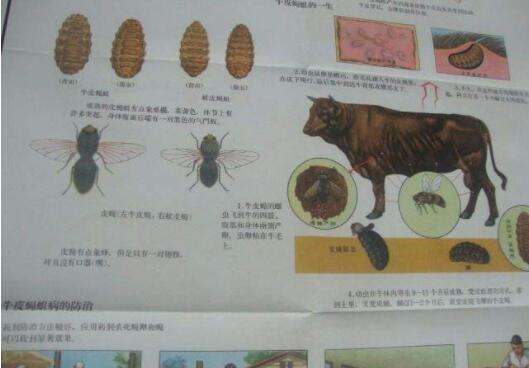 牛皮蝇蛆病的临床症状 牛皮蝇蛆病的防治措施