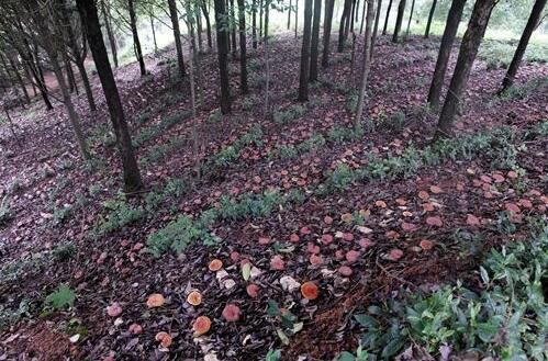 茶树与灵芝立体种植效益高