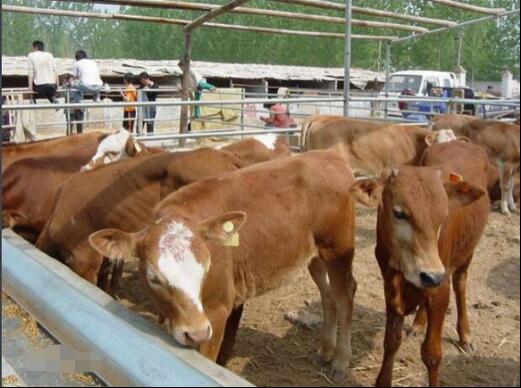 肉牛出血性败血病的临床症状、实验室检验与防控措施