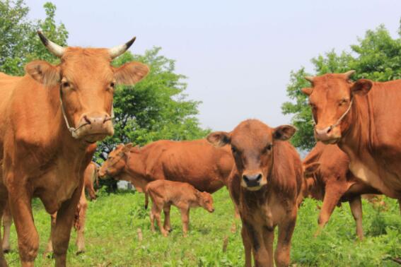 肉牛养殖中的青干草的加工调制技术、贮藏及其品质鉴定