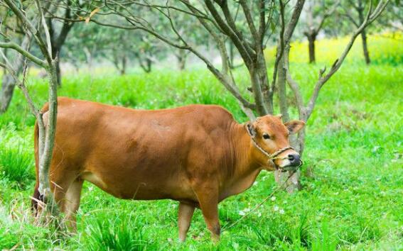 肉牛主要育肥方法  架子牛育肥技术