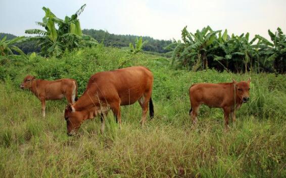 肉牛流行热的临床症状、肉牛流行热的实验室诊断和防治措施