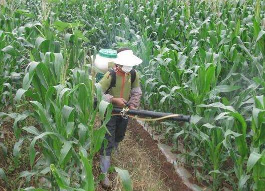 粮饲兼用型玉米的种植技术 粮饲兼用型玉米的病虫害防治措施