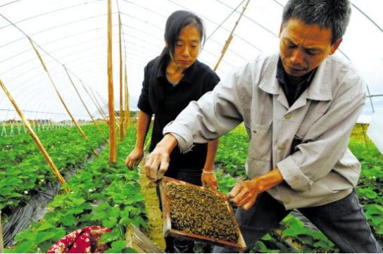 草莓大棚里“养”蜜蜂 大棚草莓蜜蜂放养技术