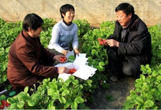 应用秸秆反应堆技术种草莓 ：增产又增效