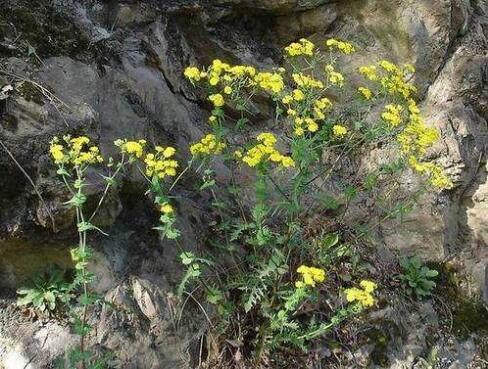 秣食豆、苦荬菜、谷稗发芽试验