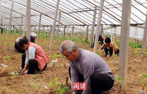 葡萄栽培技术 葡萄种植技术关键！