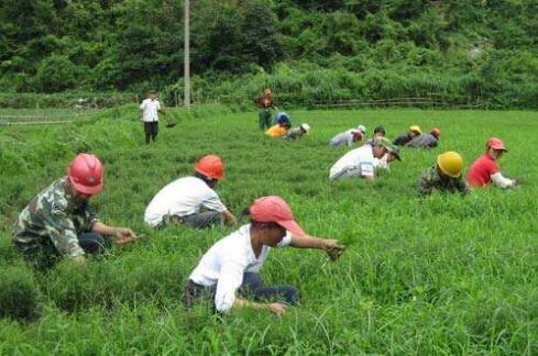 中药材田除草剂的选择方法