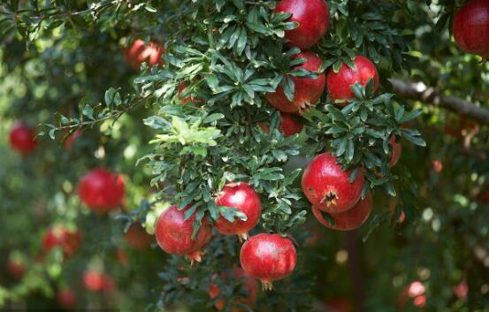 家里种这些花，护宅添福、富贵满堂！