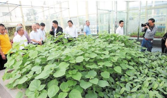 苎麻冬季培育技术 苎麻冬季种植管理技术