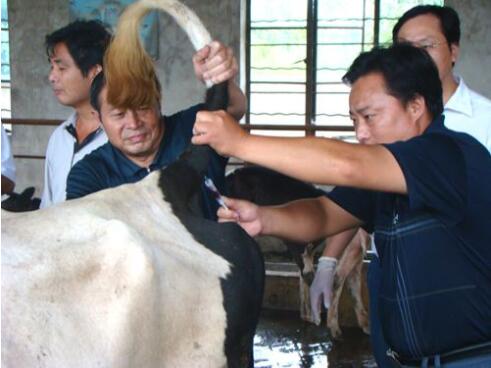 肉牛配种养牛户需要知道的一些技巧